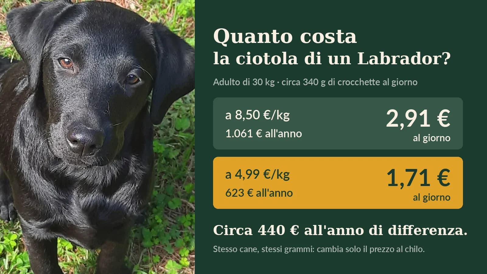 Confronto del costo della ciotola di un Labrador di 30 kg: a 8,50 € al chilo 2,91 € al giorno, 1.061 € all'anno; a 4,99 € al chilo 1,71 € al giorno, 623 € all'anno