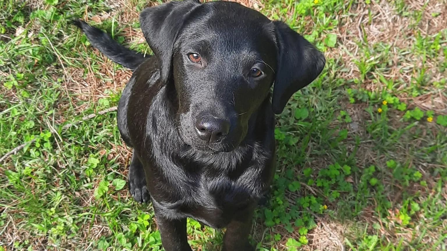 Un Labrador nero adulto dell'allevamento SOELI, seduto sull'erba, che guarda verso l'alto in direzione di chi fotografa